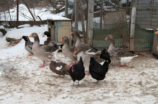 Grippe aviaire : des agriculteurs entrent en résistance