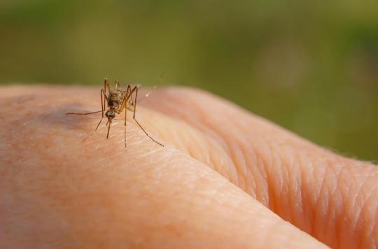Mosquitoes: 5 natural remedies to scare them away