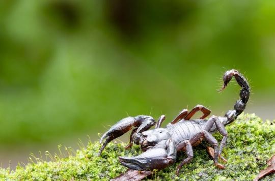 Le venin de scorpion pourrait permettre de soulager la douleur chronique 