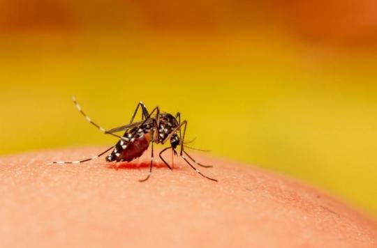 Un vaccin dérivé de la rougeole pourrait guérir le virus du chikungunya 