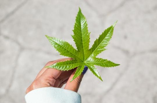 Cannabis : on en sait plus sur ses molécules anti-douleur 