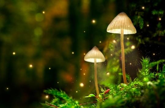 Etats-Unis : dépénalisation de champignons hallucinogènes pour lutter contre la dépression