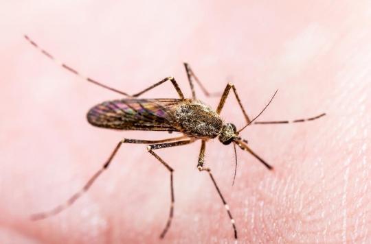 Transmission du coronavirus : les moustiques hors de cause