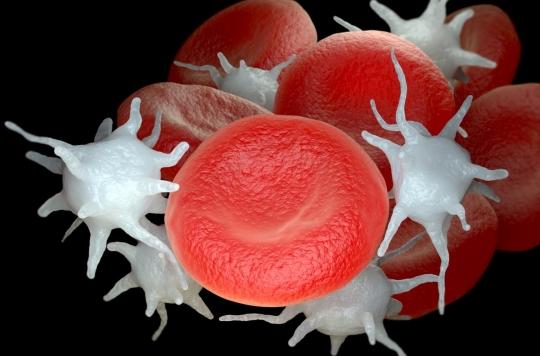 Comment les plaquettes sanguines protègent de la diffusion du cancer dans l’organisme