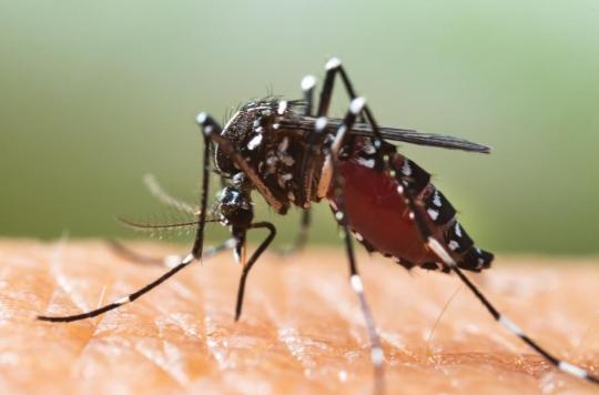 Tropical disease: an indigenous case of arbovirus confirmed after a mosquito bite