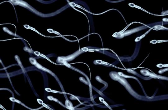 Comment la chaleur affecte la qualité des spermatozoïdes