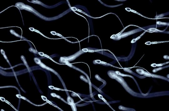 Fumer Du Cannabis Donne La Bougeotte Aux Spermatozoides