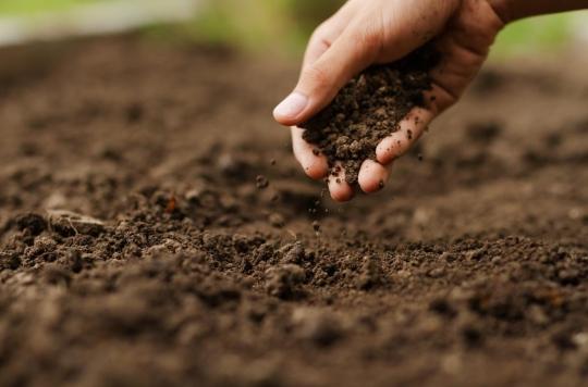 Les polluants présents dans le sol peuvent nuire à notre cœur