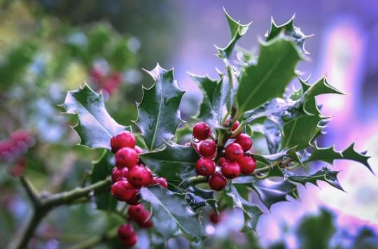 Houx, gui : les plantes de Noël peuvent être des poisons