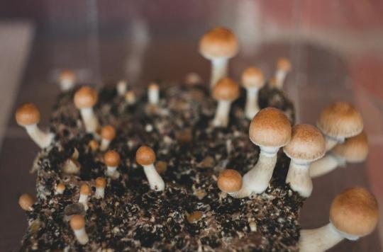 Un composé des champignons hallucinogènes soulage la dépression