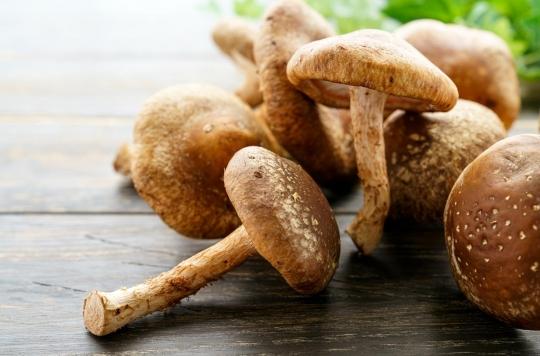 Cueillette Aux Champignons Oubliez Les Applications Sur Smartphone