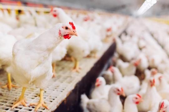 C’est quoi cette nouvelle grippe aviaire détectée chez un humain en Chine? 
