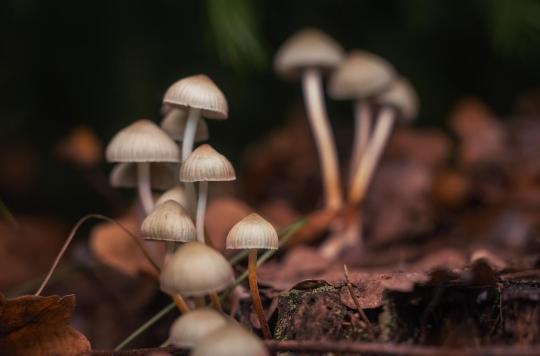 Resistant depression: a substance in hallucinogenic mushrooms can treat it