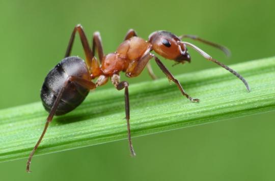 Des fourmis \