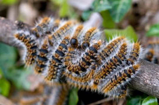 Les Chenilles Processionnaires Ont Conquis 100 000 Km2 Du Territoire Quels Sont Les Risques Pour Notre