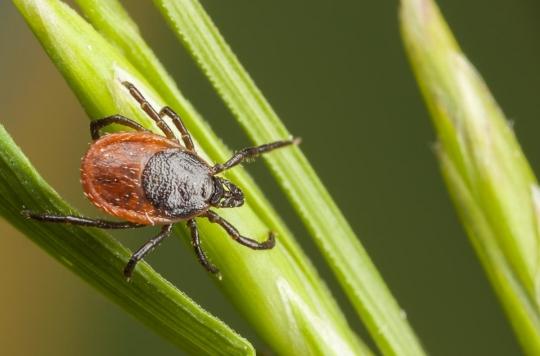 Maladie de Lyme : comment se protéger des morsures de tiques ?