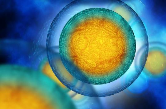 Fertilité : comment les ovules se préparent à être fécondés
