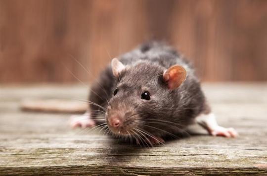 Gironde : qu'est-ce que la leptospirose, cette maladie transmise par l'urine des rats qui a tué un triathlète ?
