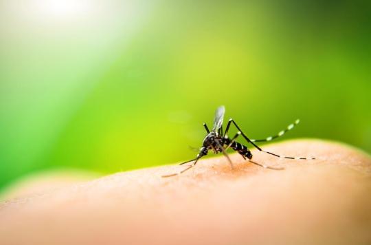 Les moustiques ont un talon d’Achille au sein de leurs gènes