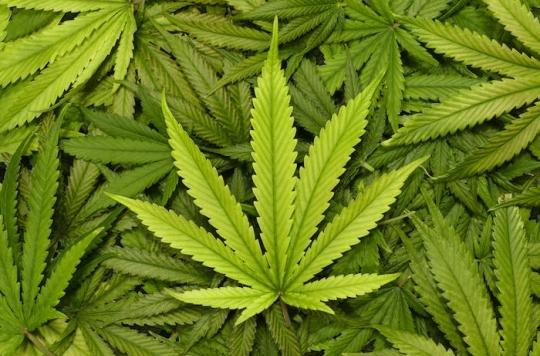 Addiction et psychose : une nouvelle molécule peut traiter les pathologies liées à la consommation de cannabis