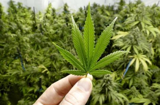 Deux boutiques de cannabis vont ouvrir leurs portes à Nancy et Metz