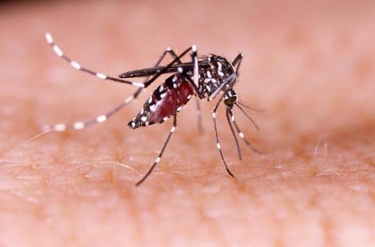 Nouveau cas de Chikungunya en Occitanie