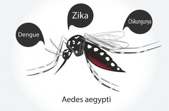 Un cas de dengue diagnostiqué près de Bordeaux : quels sont les risques ?