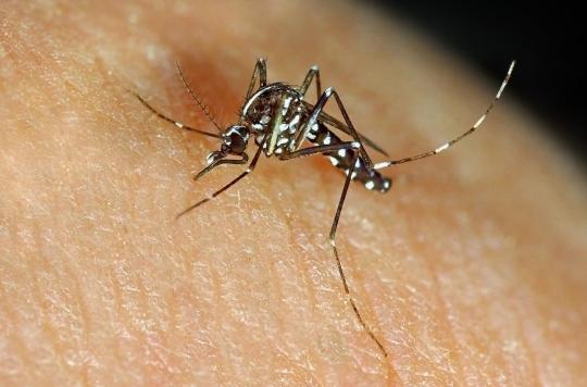 Moustiques tigres à Nîmes : un cas de dengue repéré en centre-ville