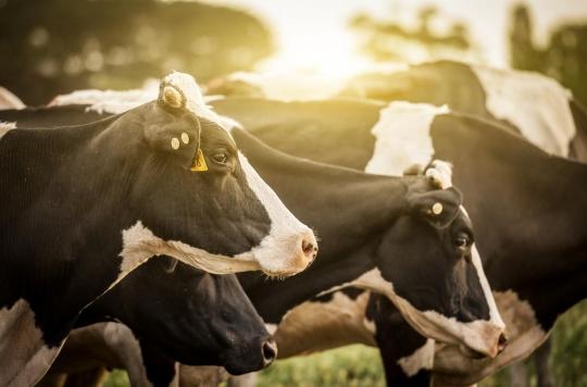 Pourquoi les vaches et les moutons ne transmettent jamais de virus dangereux à l’humain