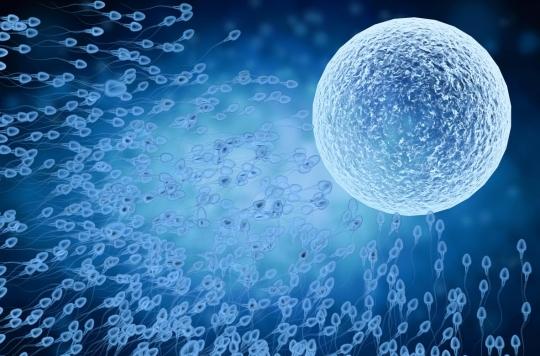 Des récepteurs sur les cellules utérines impliqués dans le choix des spermatozoïdes