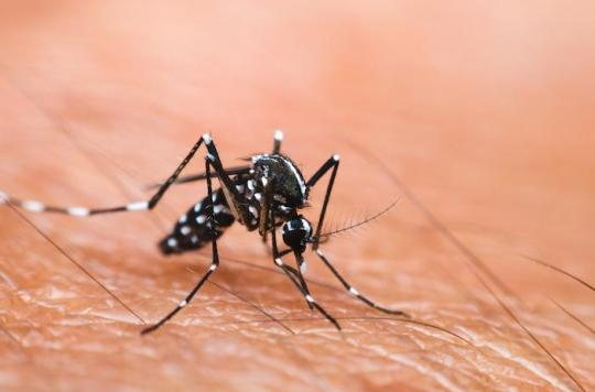 La dengue contractée à Saint-Laurent-du-Var : les habitants s'organisent