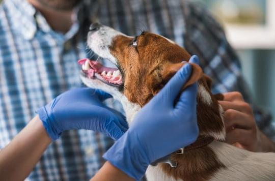 Accros aux opioïdes, ils blessent leurs animaux pour obtenir une ordonnance du vétérinaire