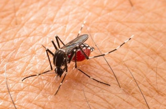 Zika, dengue : les ultrasons diffusés sur YouTube peuvent-ils faire fuir les moustiques ?
