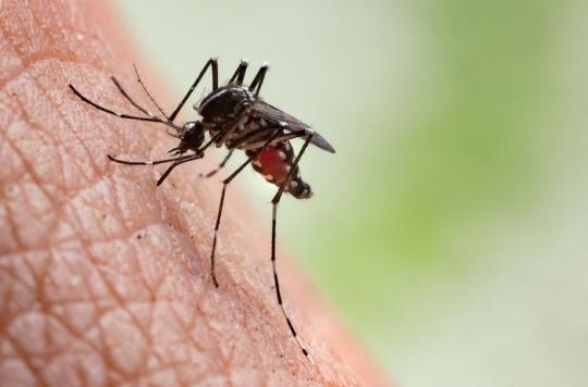 Alerte aux moustiques tigres en France : quelles maladies peut-il transmettre à l'Homme ?