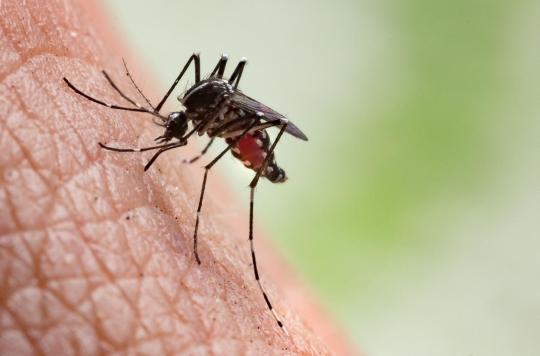 Couleurs, odeurs, lumière... Par quoi les moustiques sont-ils vraiment attirés ?