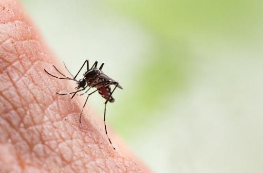 Chikungunya : un vaccin français vers la commercialisation