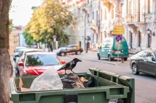 Nos déchets donnent du cholestérol aux corbeaux des villes