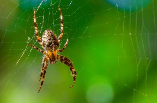 Cette nouvelle technique permet de surmonter la peur panique des araignées