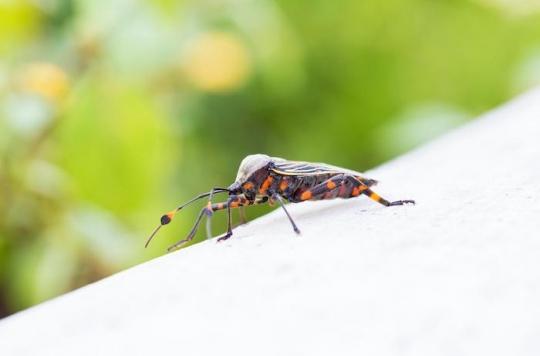 Maladie de Chagas : qu'est-ce que cette infection parasitaire qui se répand dans le monde ?