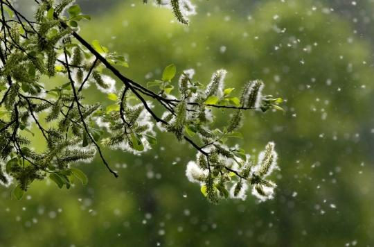 Allergie : gare aux pollens qui arrivent et au stress !
