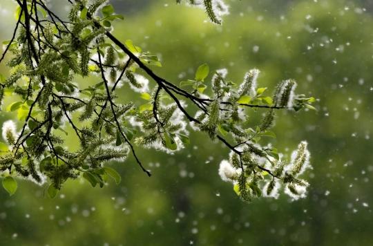 Allergie aux pollens : 11 départements du Sud-Est en alerte rouge