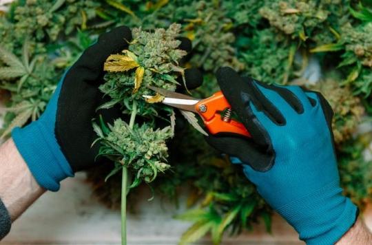Cannabis thérapeutique : l’agence du médicament favorable à l’expérimentation d’ici fin 2019