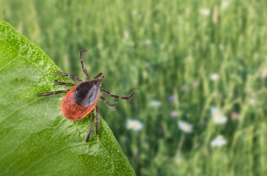 Post-Lyme disease: inflammation of the brain discovered in some patients