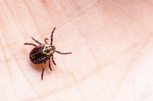 Maladie de Lyme : une infection après la morsure plus rapide que prévu