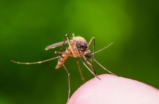 L’appétence des moustiques pour les humains est inscrit dans leur gène