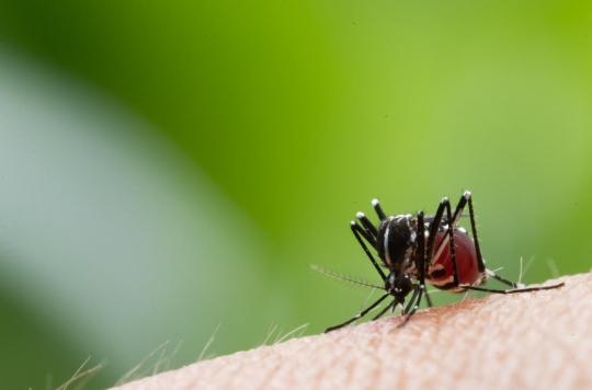 Dengue : 500 cas recensés en une semaine à la Réunion