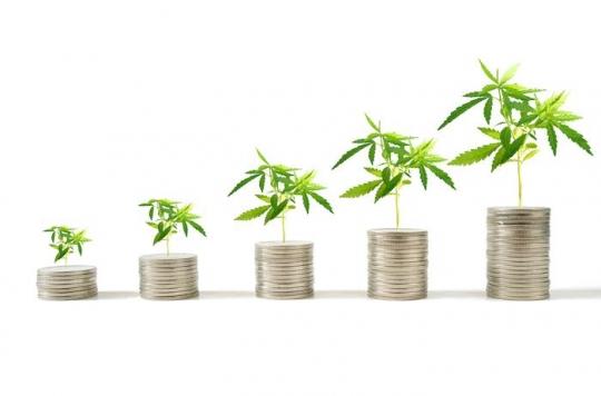 Cannabis : augmentation isolée des taux de THC potentiellement dangereuse