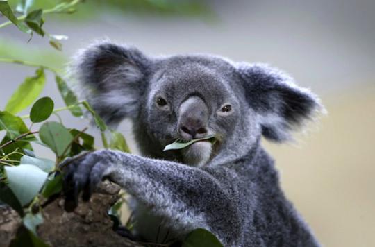 Chlamydia : une piste de vaccin grâce aux koalas