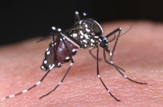 Zika : l'ARS confirme 12 cas en Martinique 