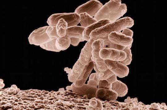 Maladies neuro-dégénératives : le microbiote pourrait être en cause 